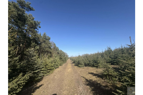 gnieźnieński, Kiszkowo, Łubowice, Sielski klimat, Natury 2000 tylko  35 km od Poznania
