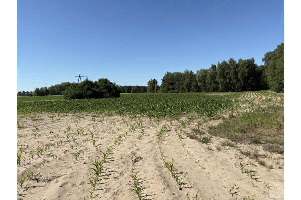 obornicki, Oborniki, Osowo Stare, Twoja prywatna natura za niewielkie pieniądze