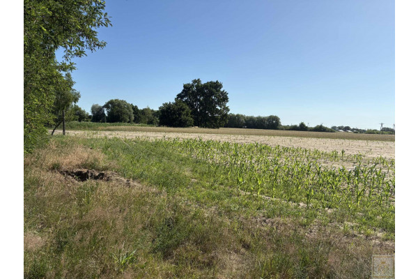 obornicki, Oborniki, Osowo Stare, Twoja prywatna natura za niewielkie pieniądze