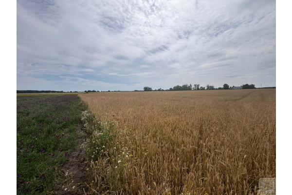 szamotulski, Szamotuły, Przecław, Działka siedliskowa tylko 20 km od Poznania